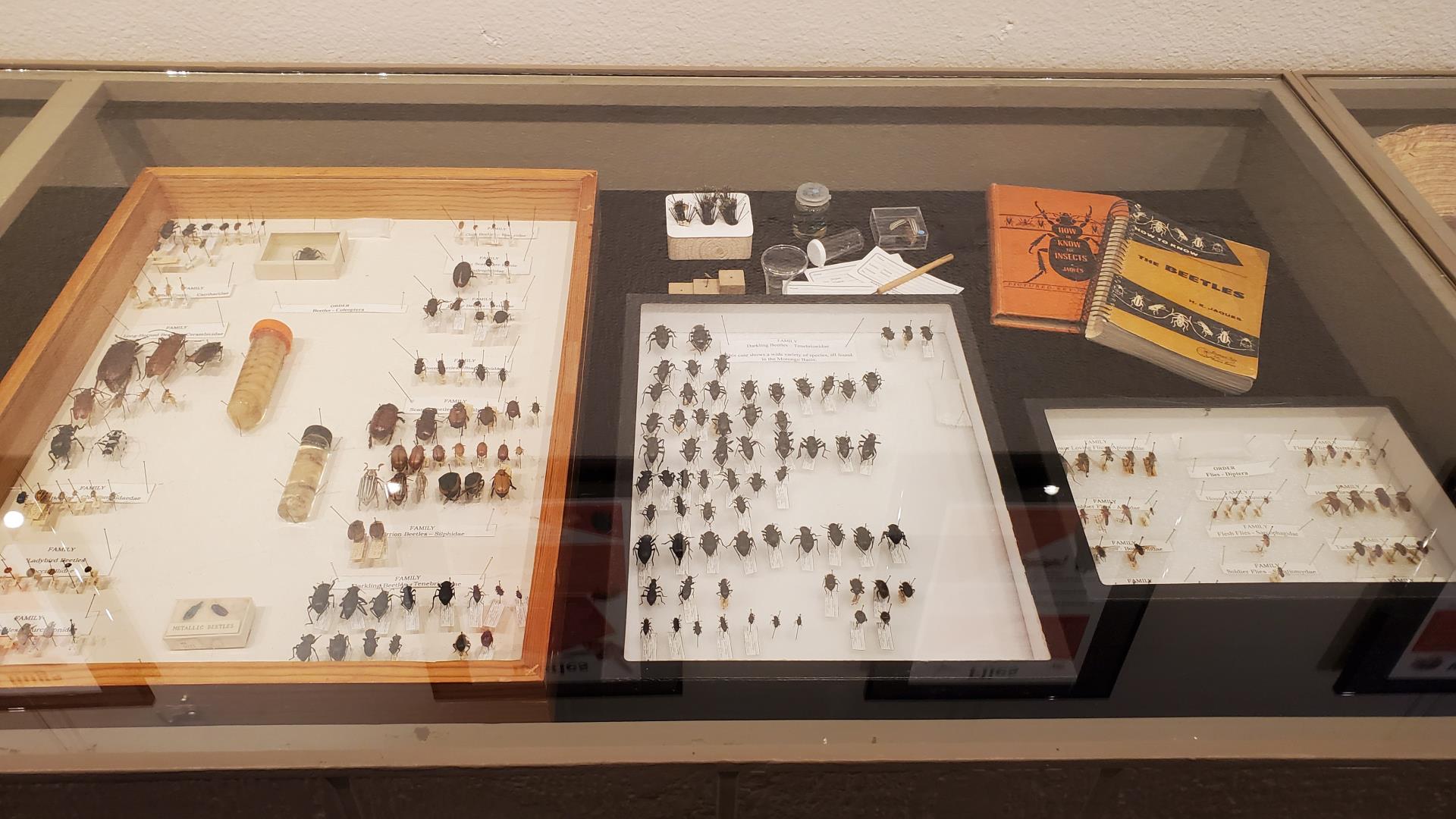 Insects