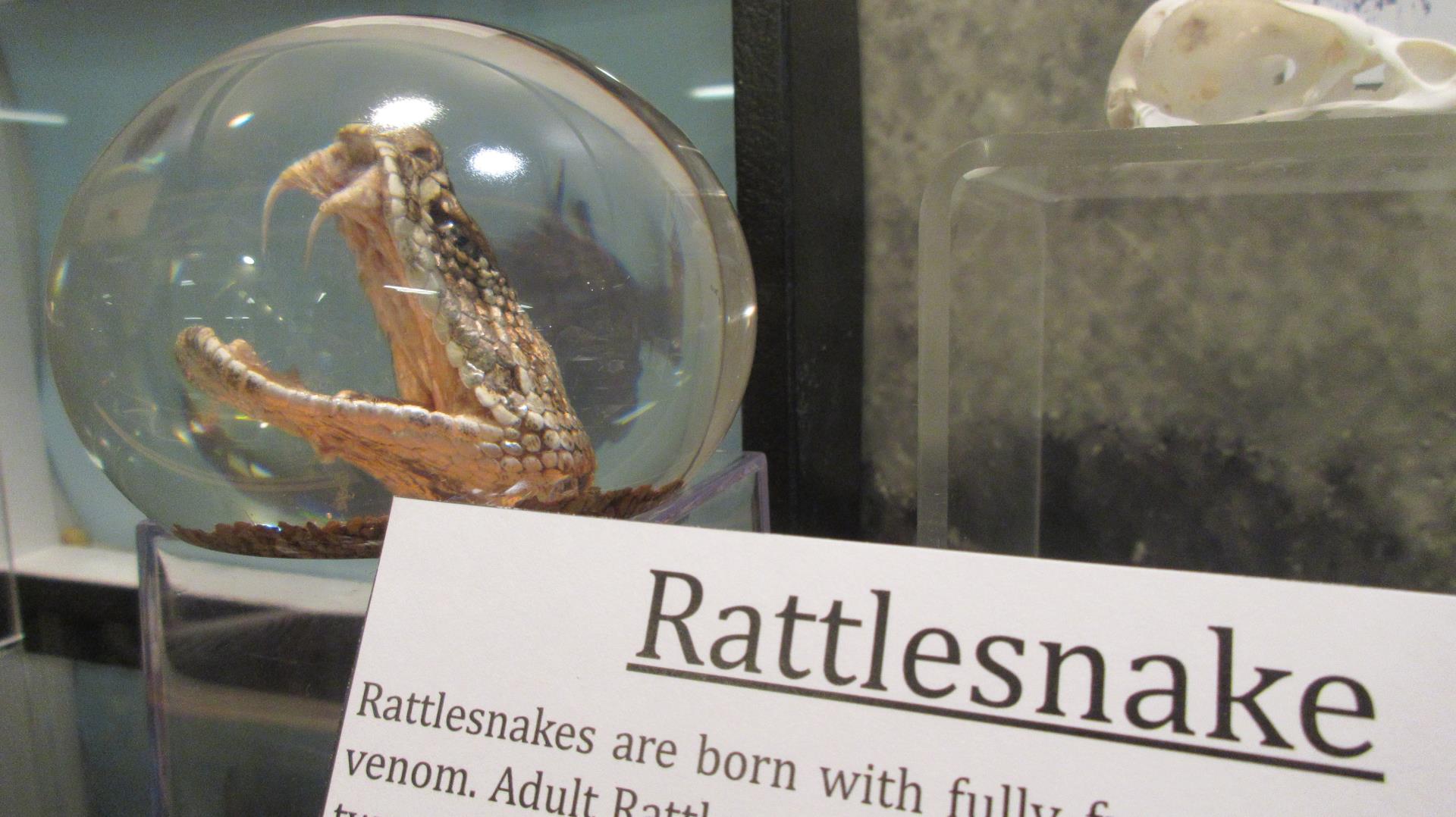 Rattlesnake