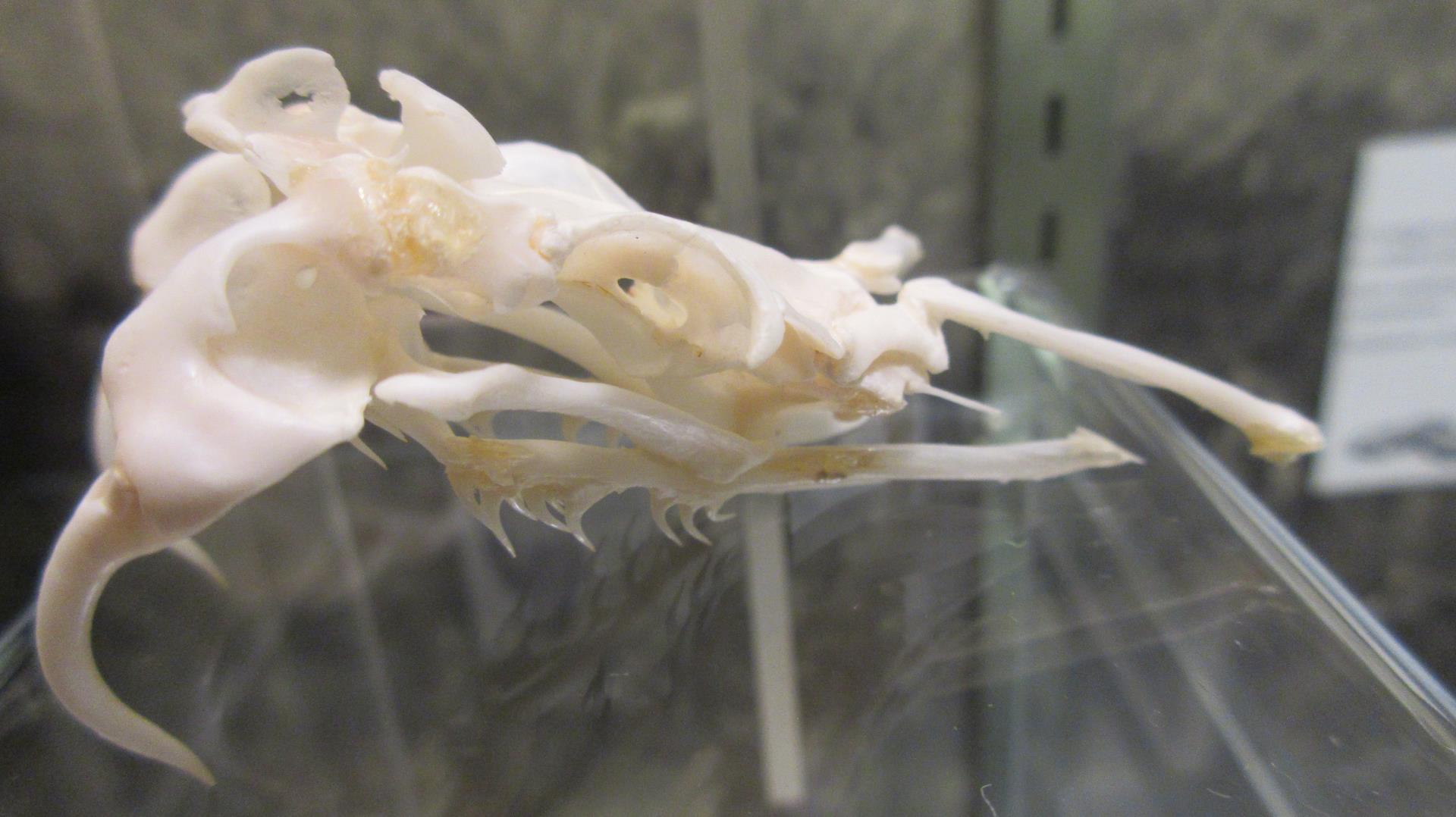 Rattlesnake skull