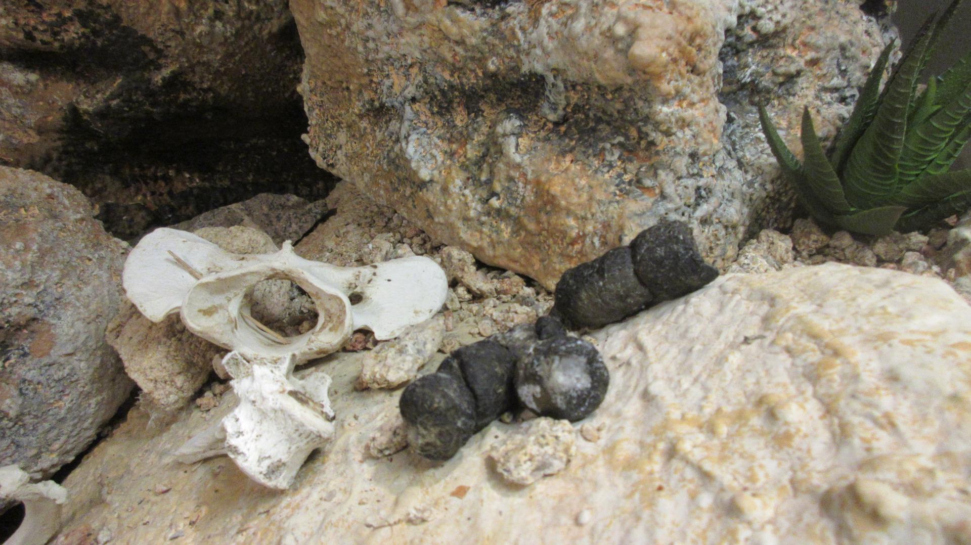Bones and scat