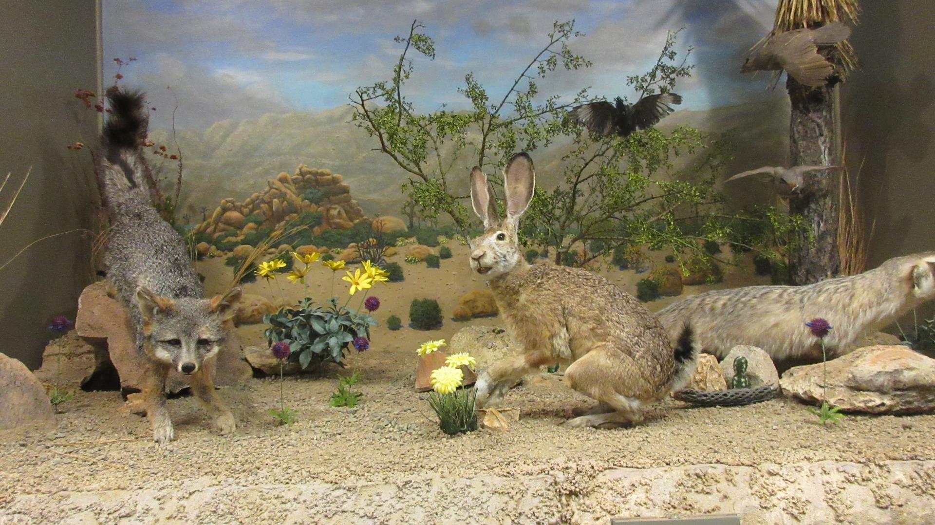 Exhibit with desert animals