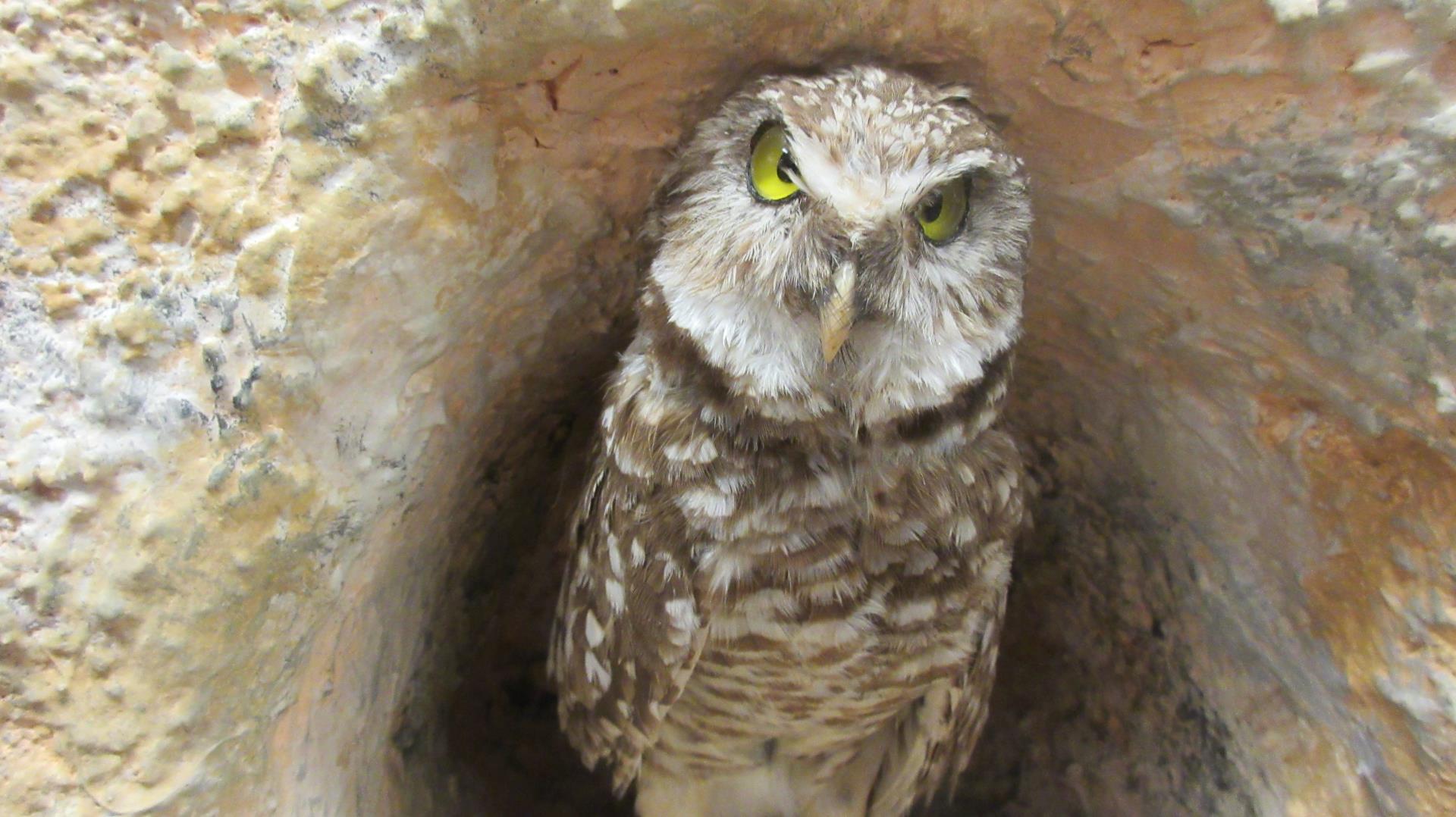 Burrowing owl exhibit