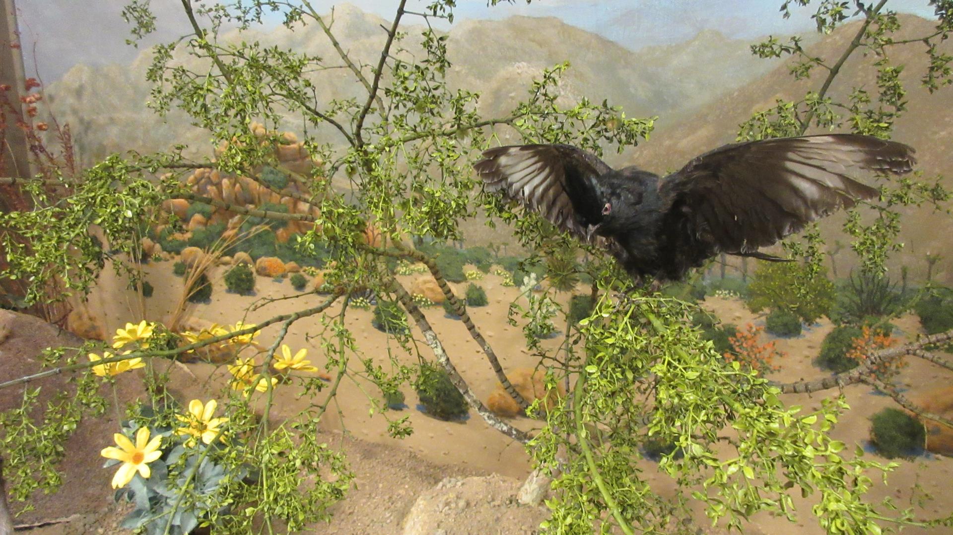 Bird exhibit