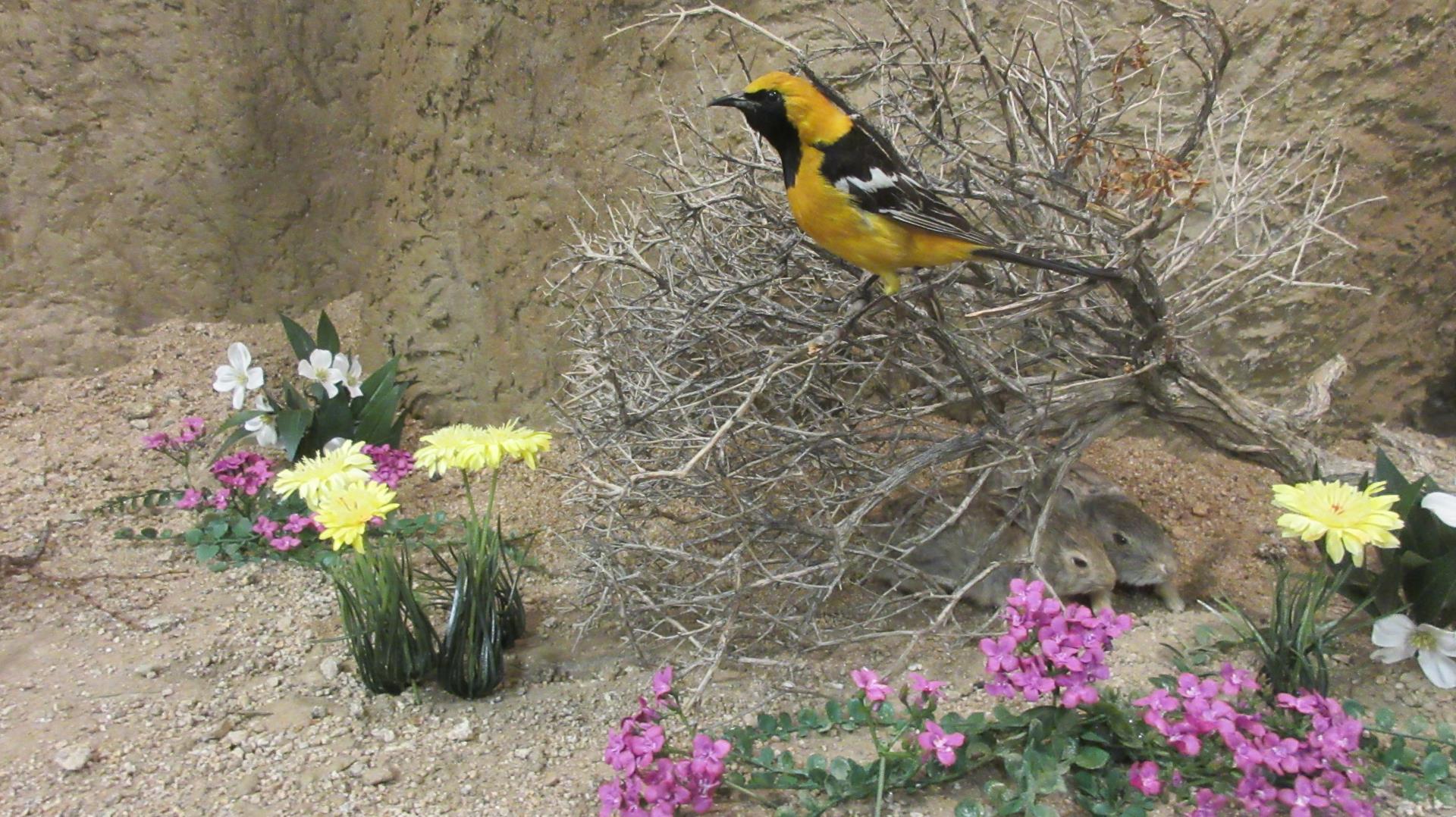 Bird exhibit