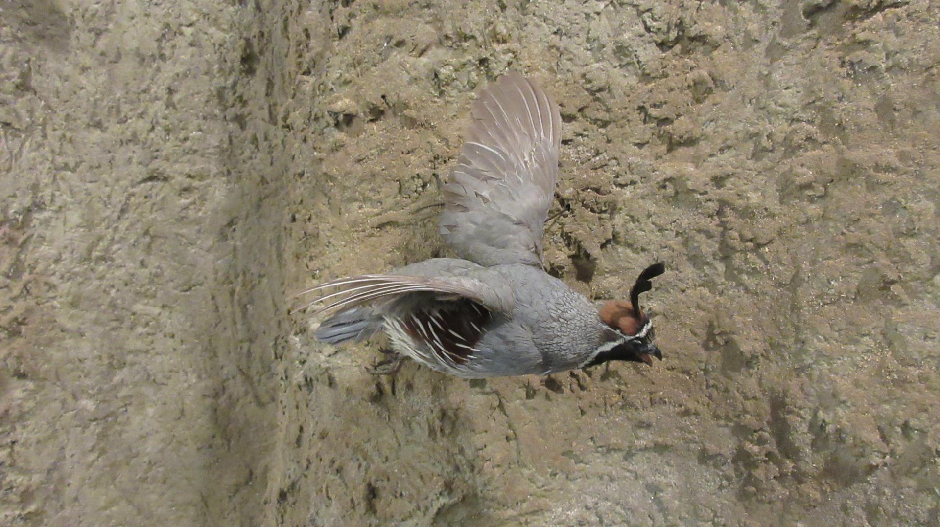 Quail exhibit