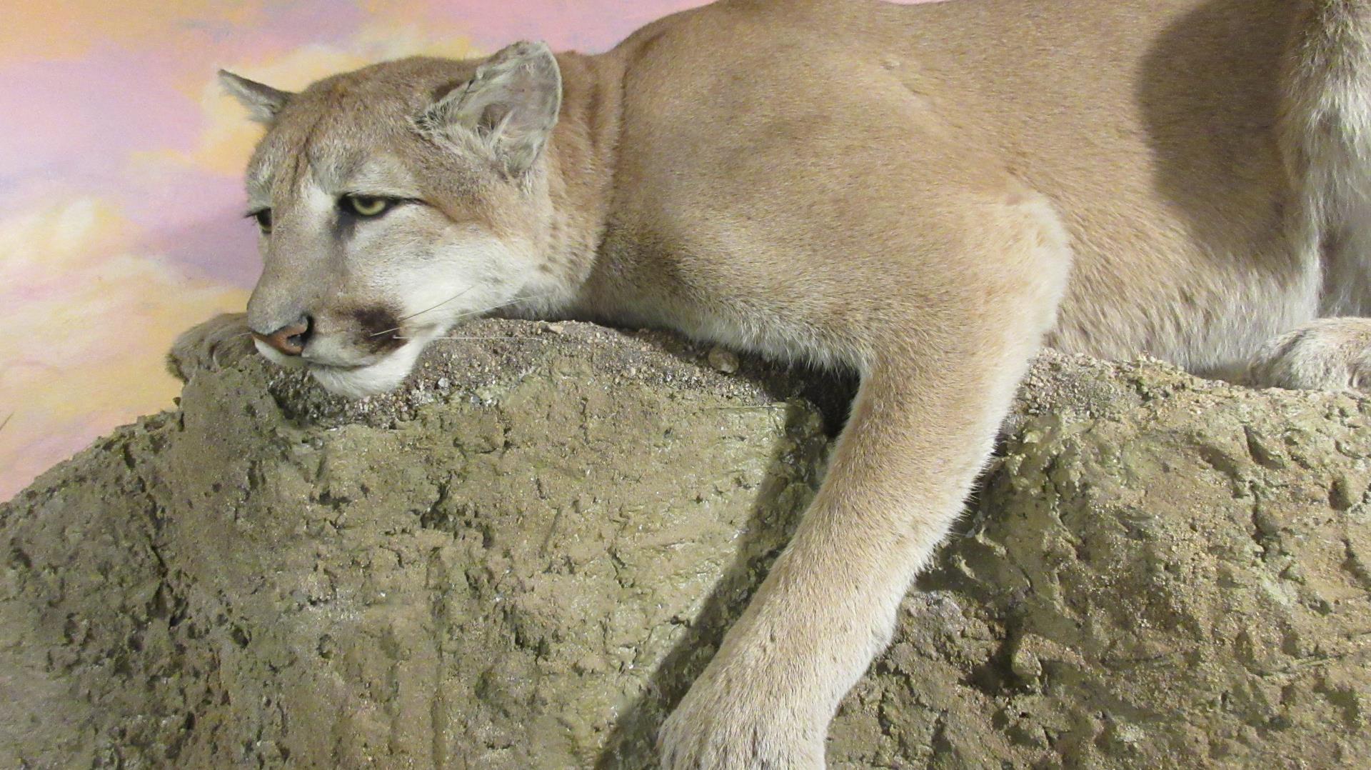 Mountain lion exhibit
