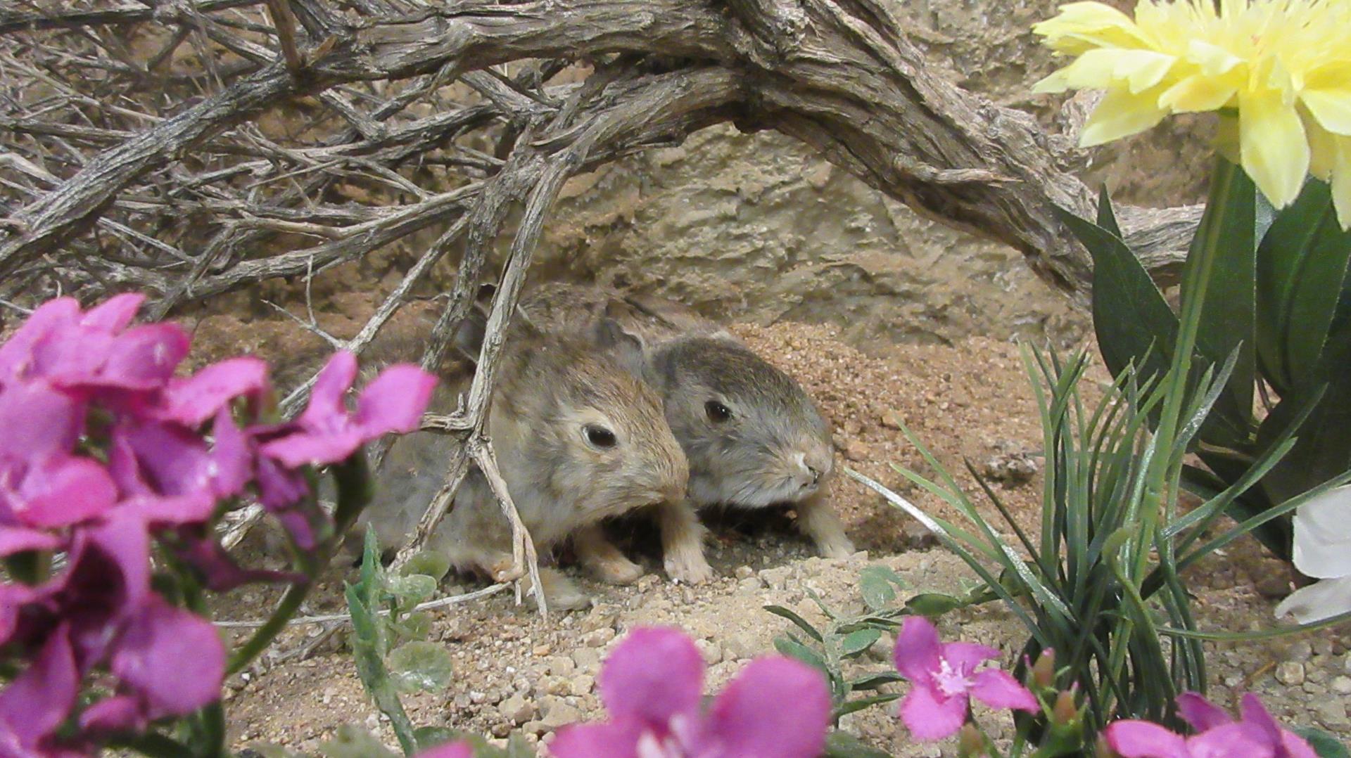 Rabbit exhibit