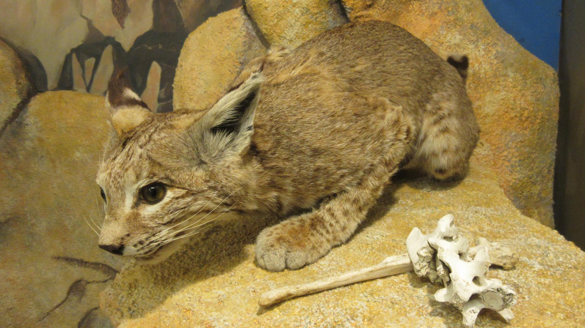 Bobcat exhibit