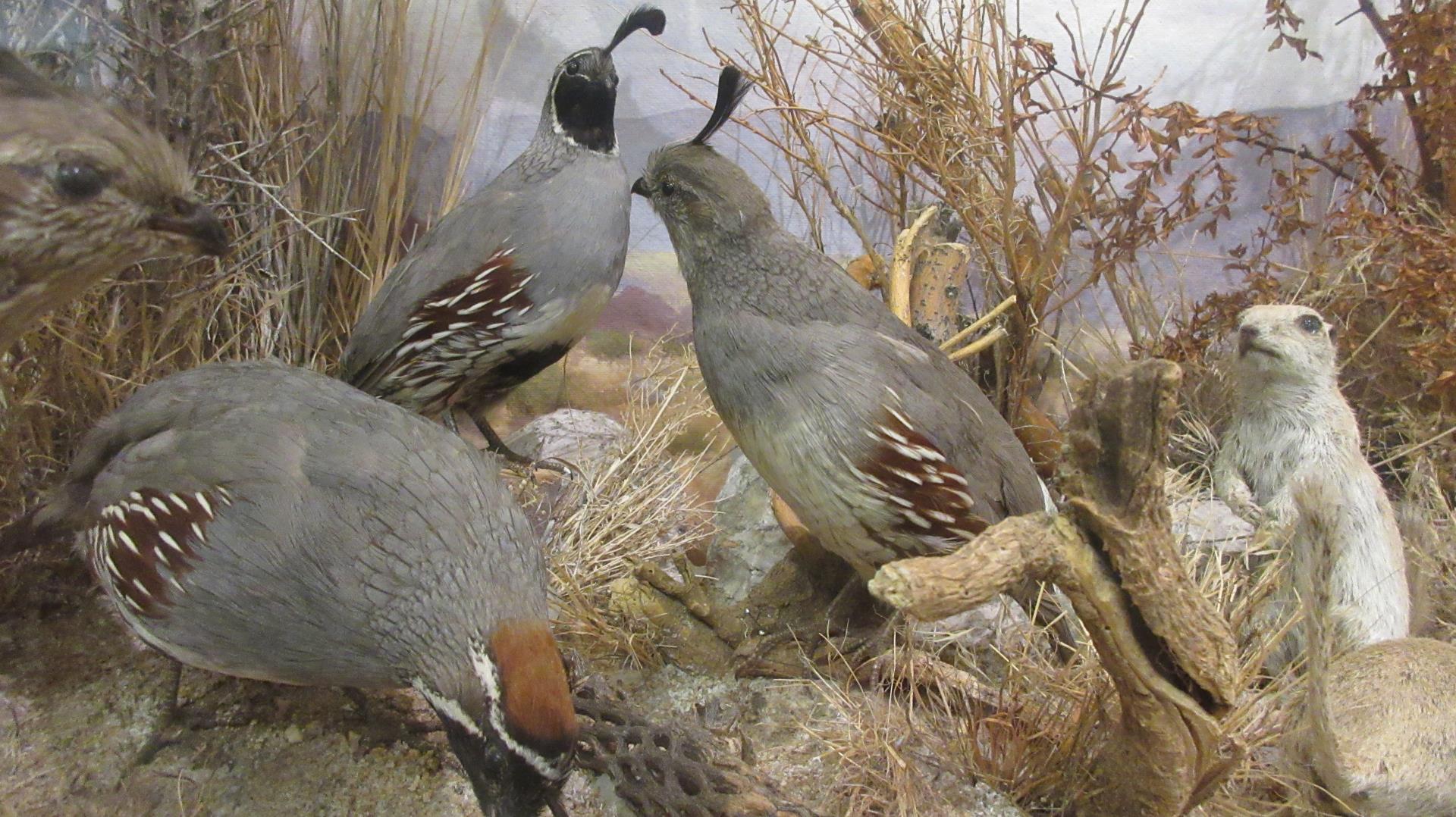 Quails and prairie dog exhibit