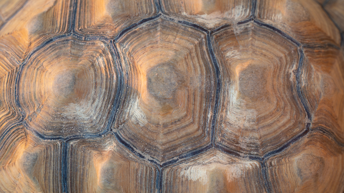 Tortoise shell