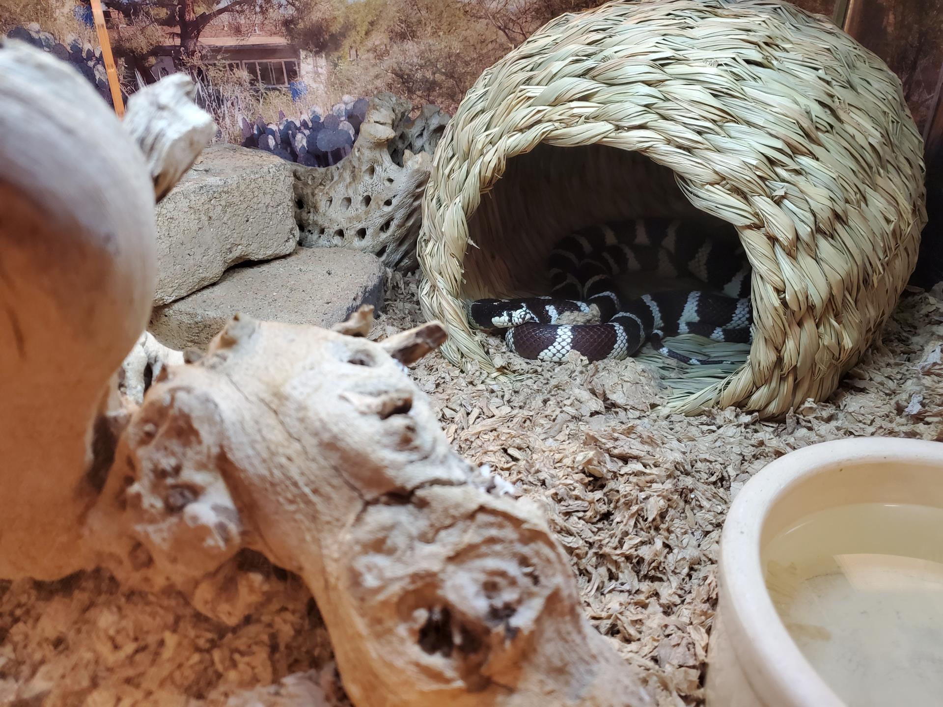 King snake