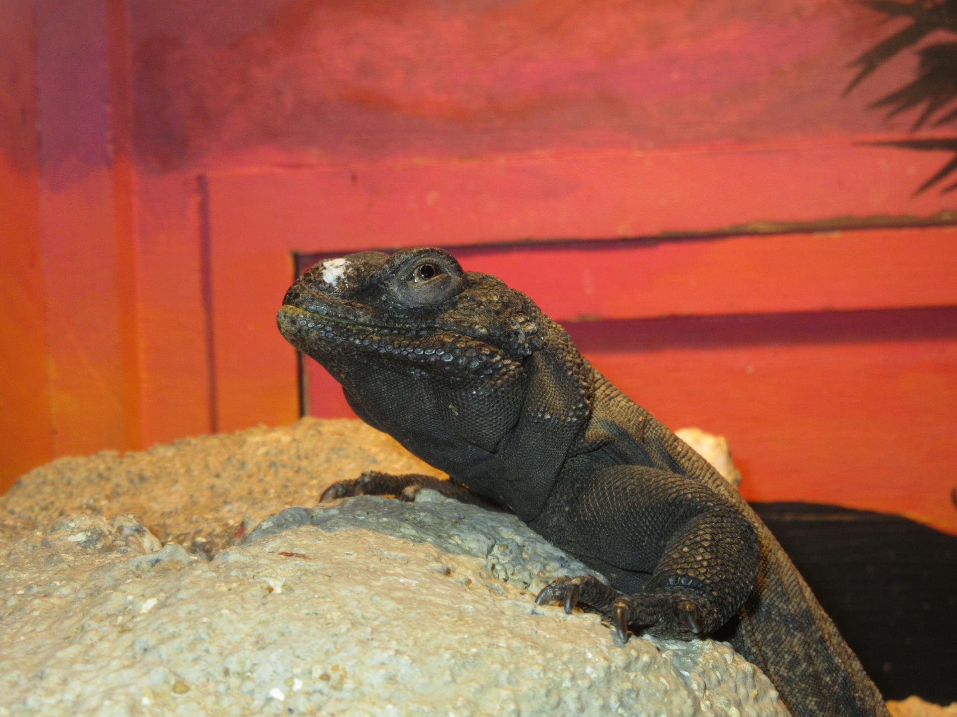 Chuckwalla