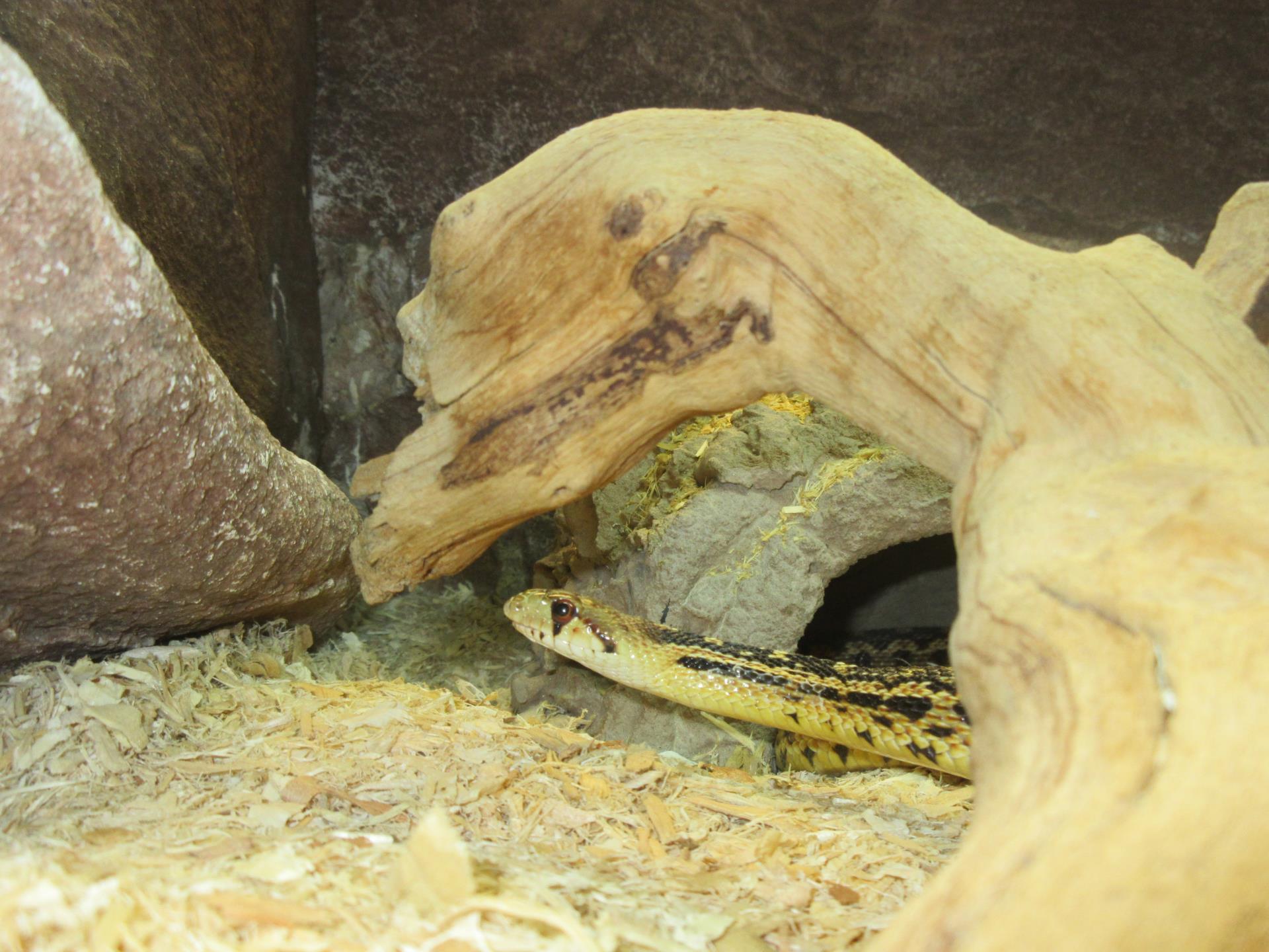 Gopher snake