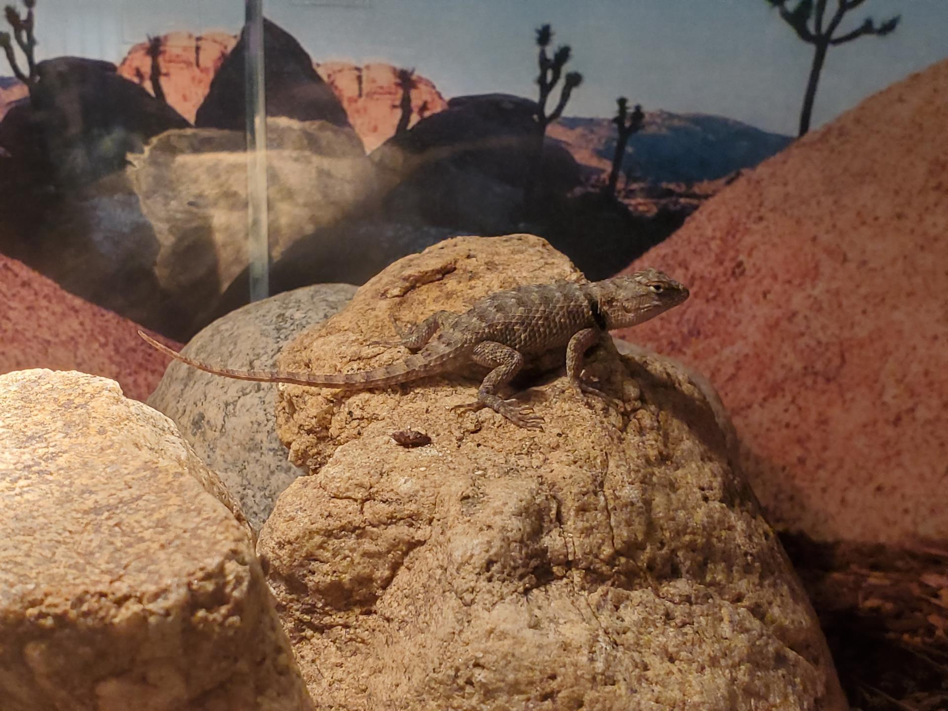 Desert lizard