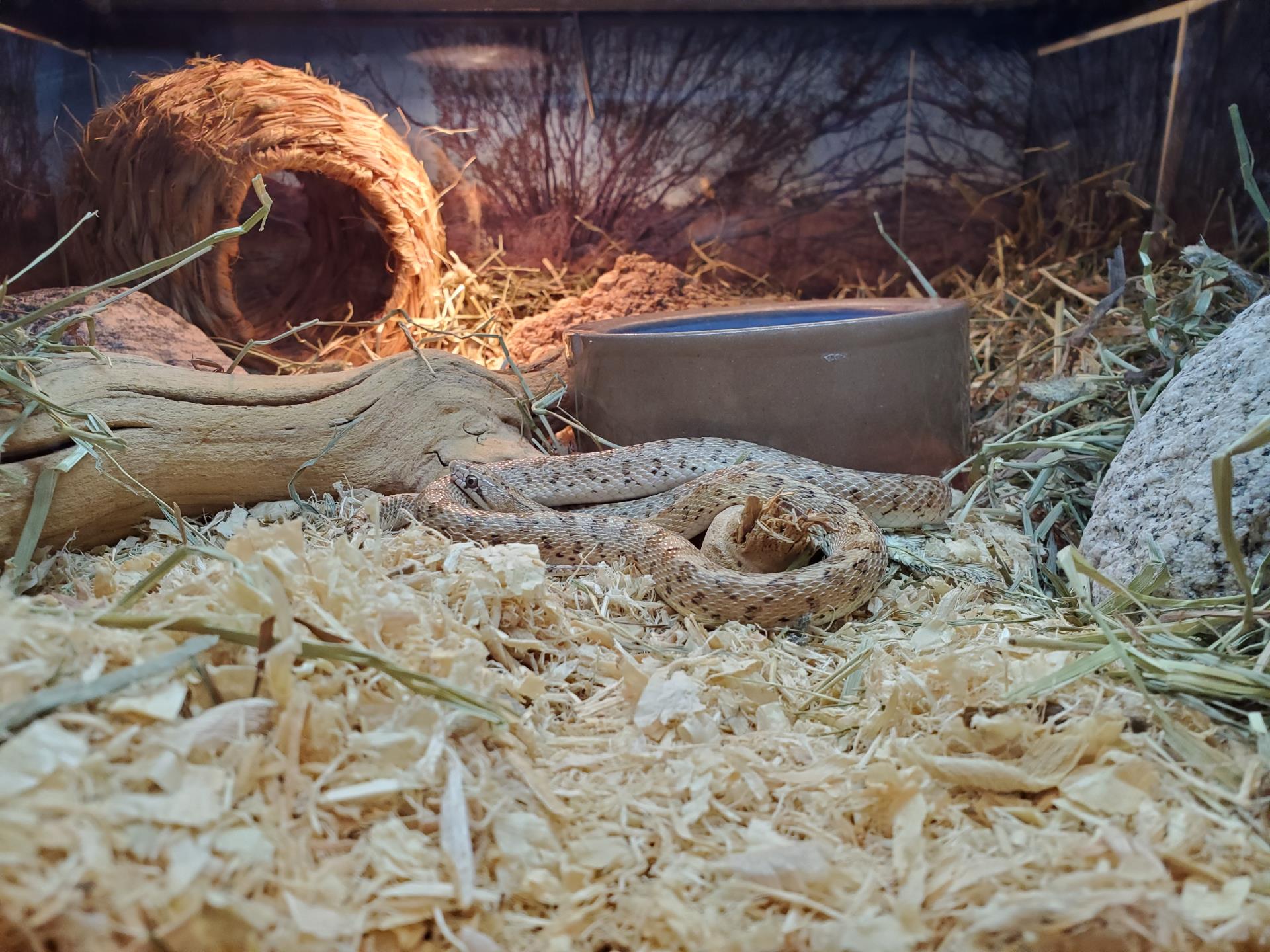 Snake