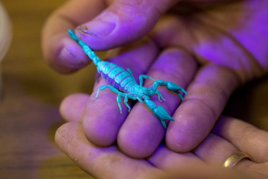 Scorpion