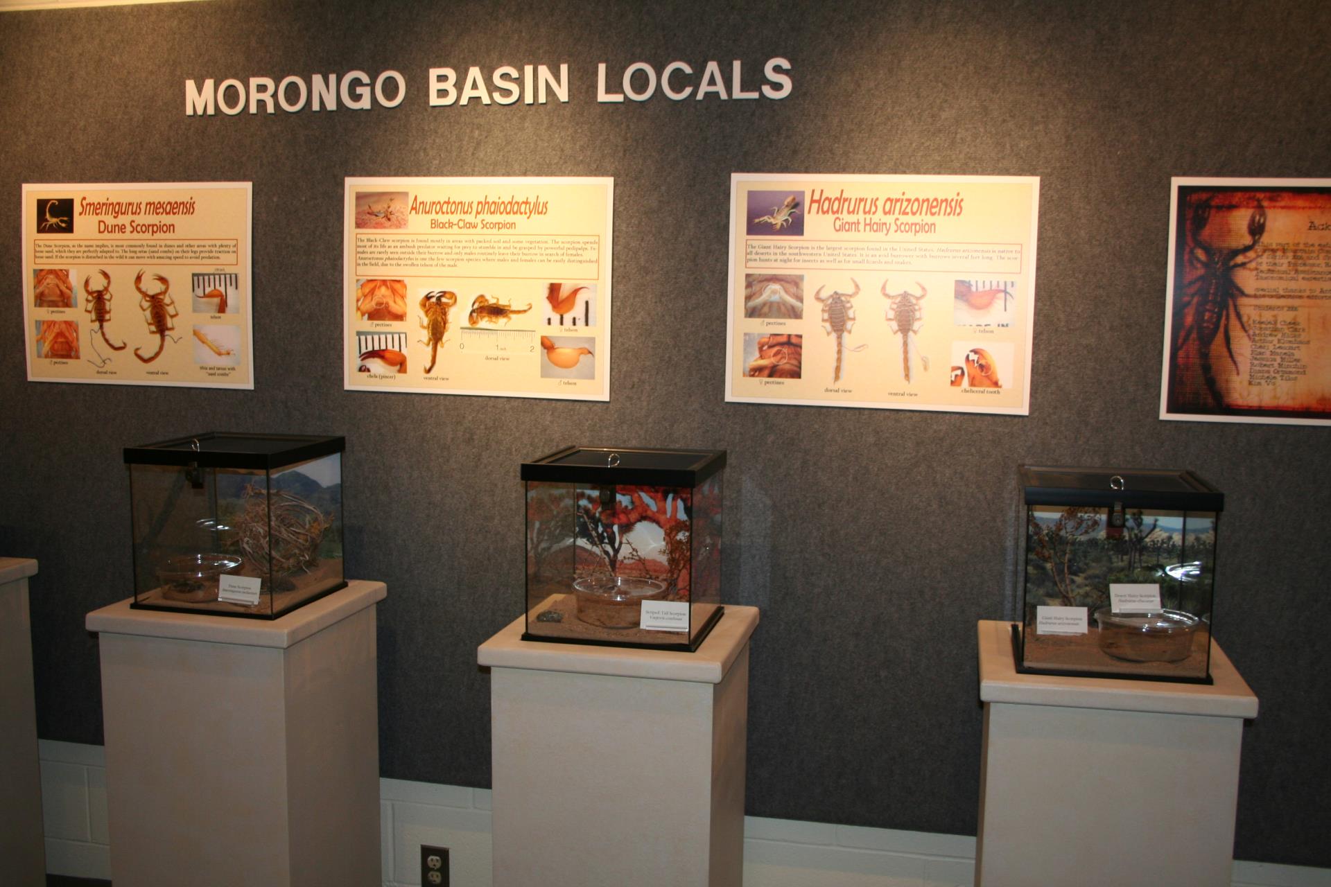 Scorpions exhibit
