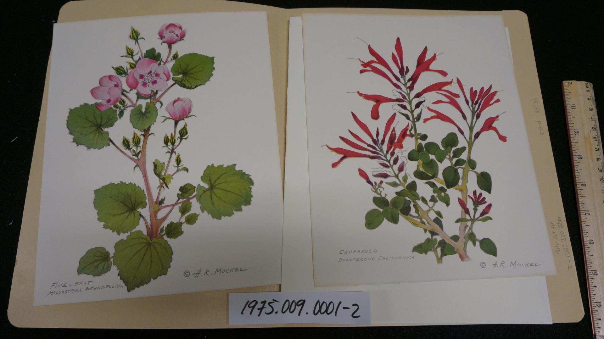 Artwork of flora