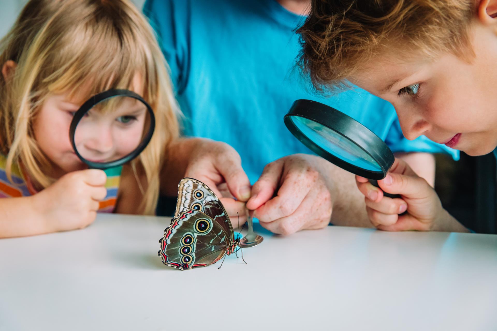 Children with magnifying glasses examining a butterfly