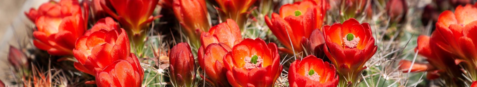 Blooming Cactus Banner v2