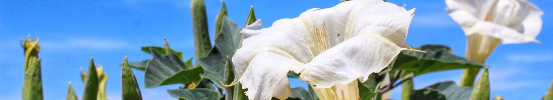Datura Banner v2