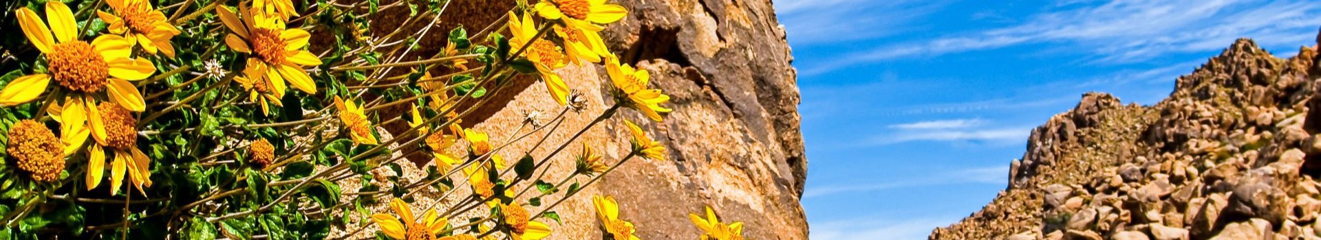 Flower Rock Banner v2