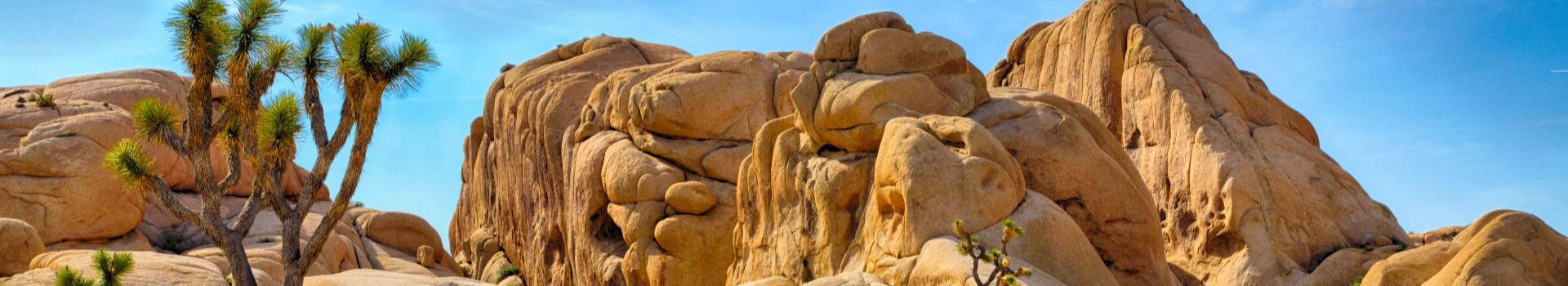 Joshua Tree Landscape v2