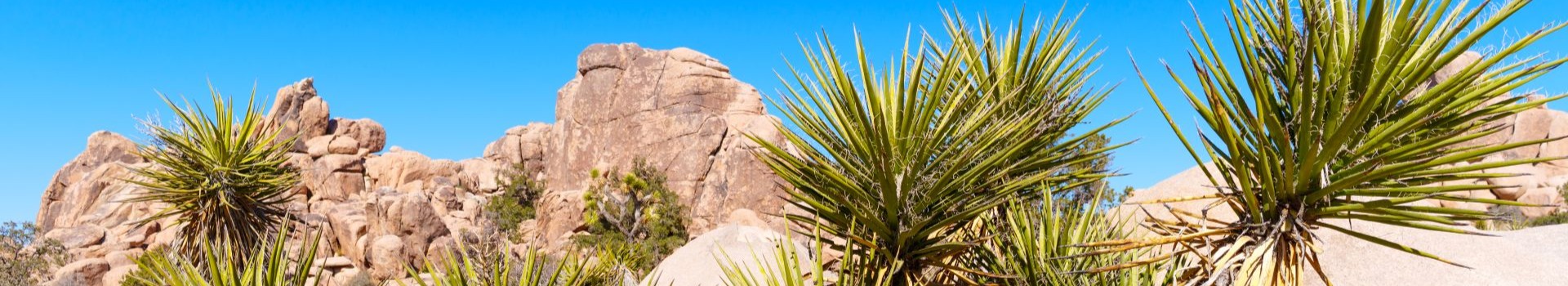 Yucca Banner
